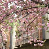 Sculpture viewed through flowering cherry trees